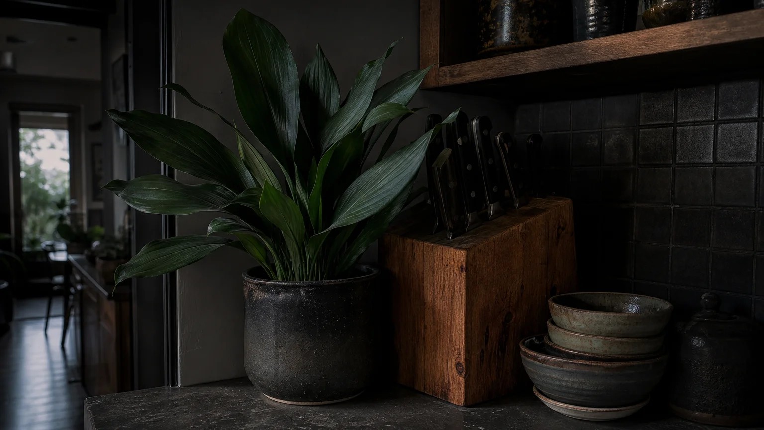 A Cast Iron Plant with broad, dark green leaves sitting in a dim kitchen corner next to a wooden knife block.