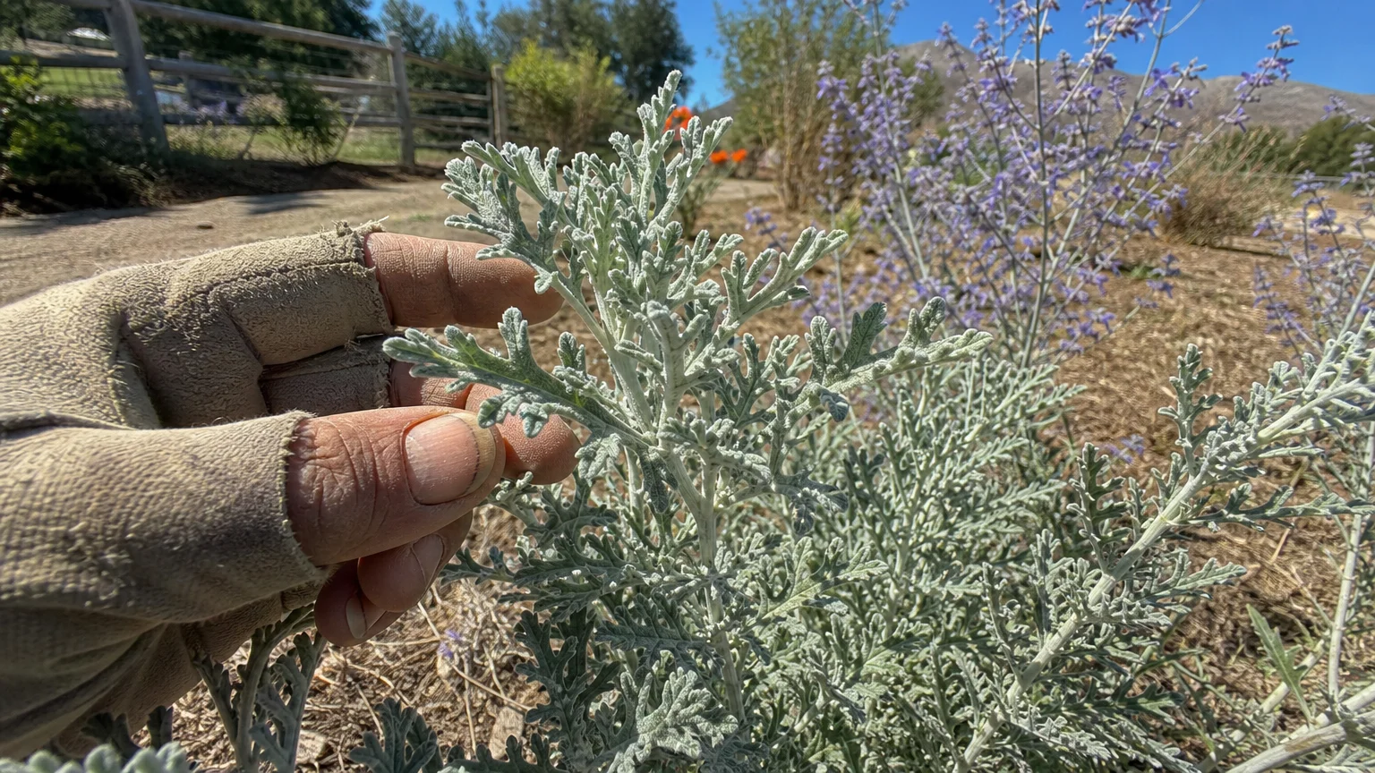 A close-up of a gardener's gloved hand brushing against the silvery-gray leaves of a Russian Sage plant.