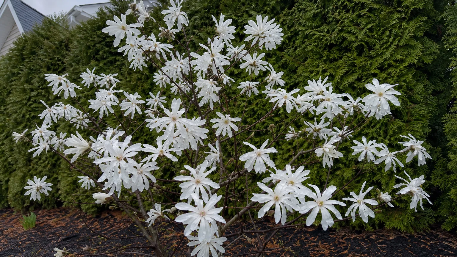 A close-up of a Star Magnolia shrub with star-shaped white flowers blooming in front of a dark green evergreen hedge.
