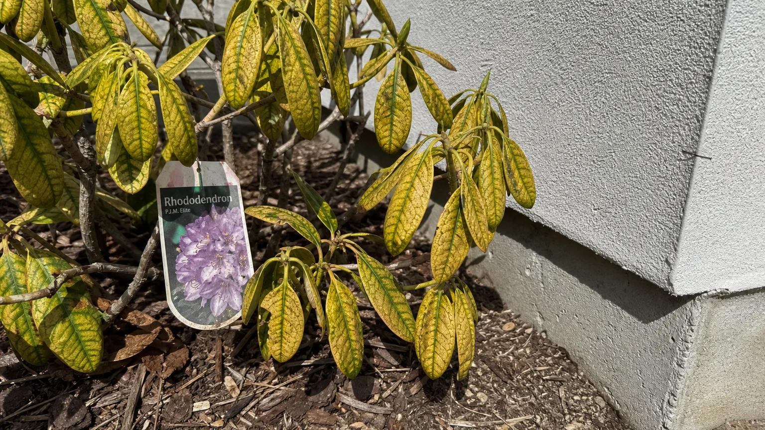 A close-up photo of a rhododendron with yellowing leaves planted next to a concrete foundation.