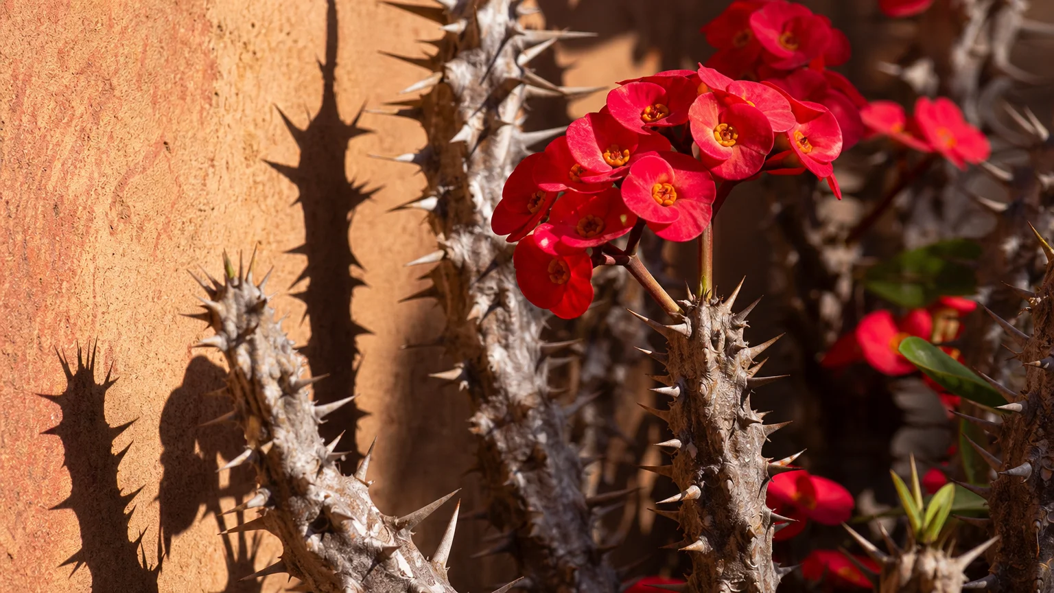A close-up photograph of a Crown of Thorns plant showing sharp, spiny grey stems and bright red flower bracts against a clay wall.