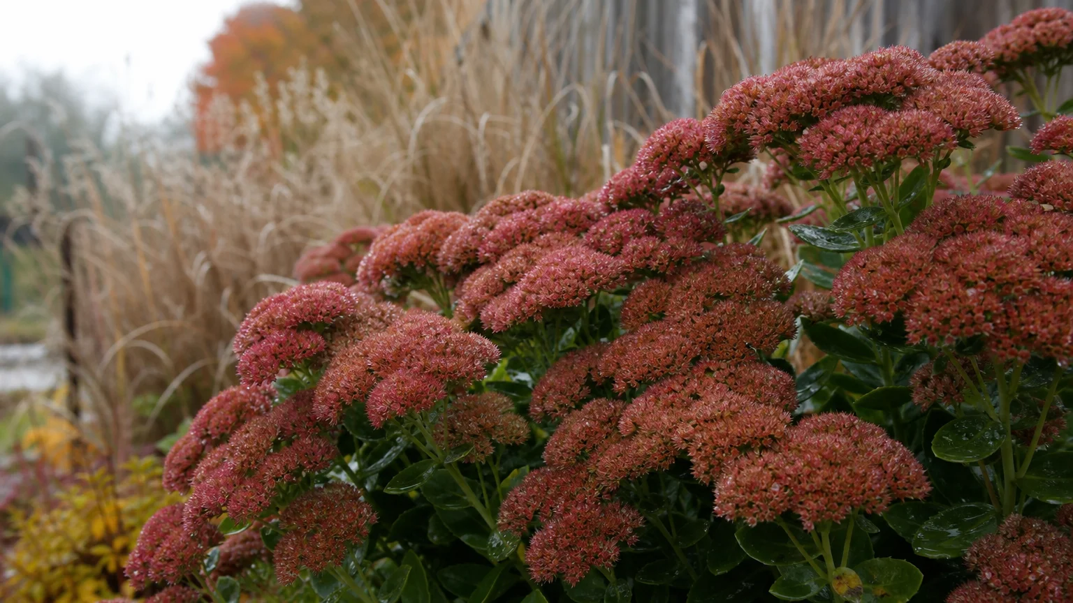 A close-up photograph of Autumn Joy Stonecrop with massive, coppery-pink flower heads in a rustic autumn garden.