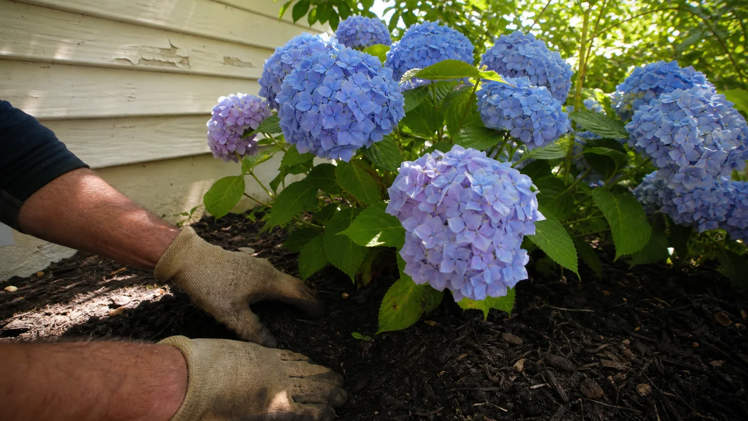 A close-up shot of a gardener tending to a vibrant blue and purple hydrangea planted along a home's siding.