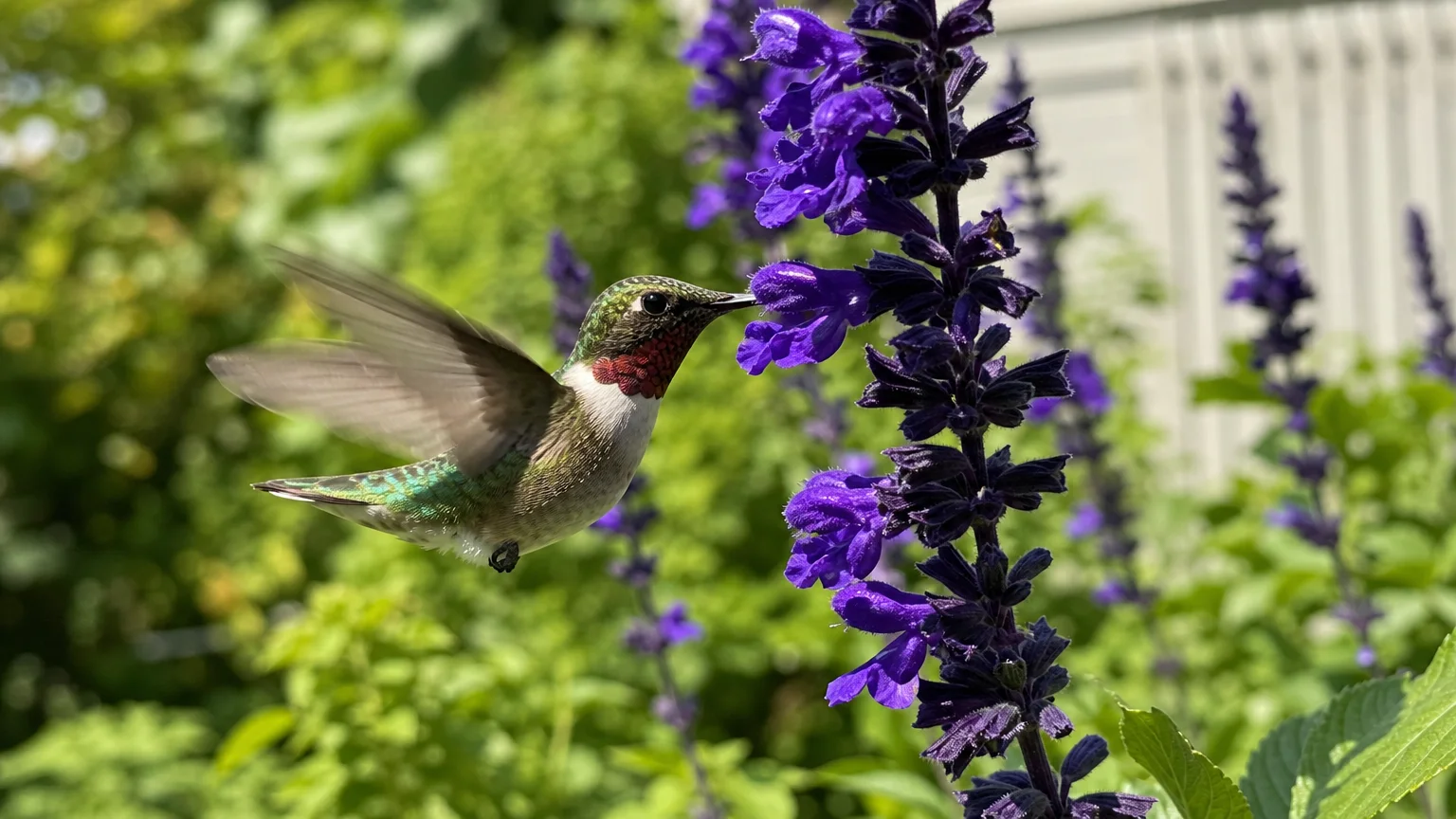 A close-up snapshot of a ruby-throated hummingbird hovering next to deep purple salvia flower spikes.