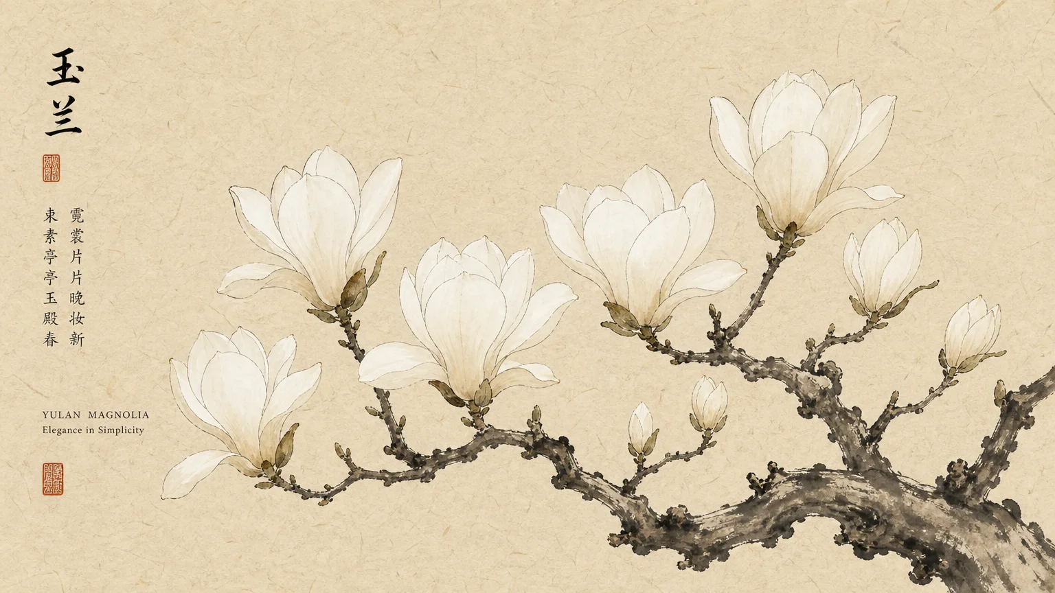 A delicate watercolor and ink illustration of pristine white Yulan Magnolia cup flowers on dark gnarled branches.