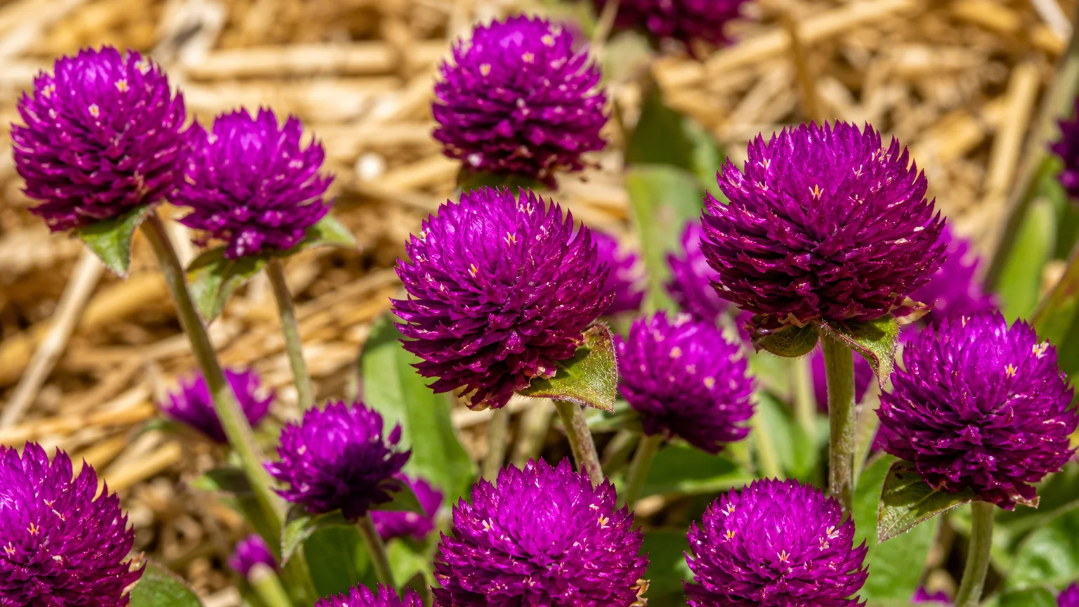 A detailed macro photograph of bright magenta, clover-like Globe Amaranth flowers showing their dry, papery texture in bright sun.