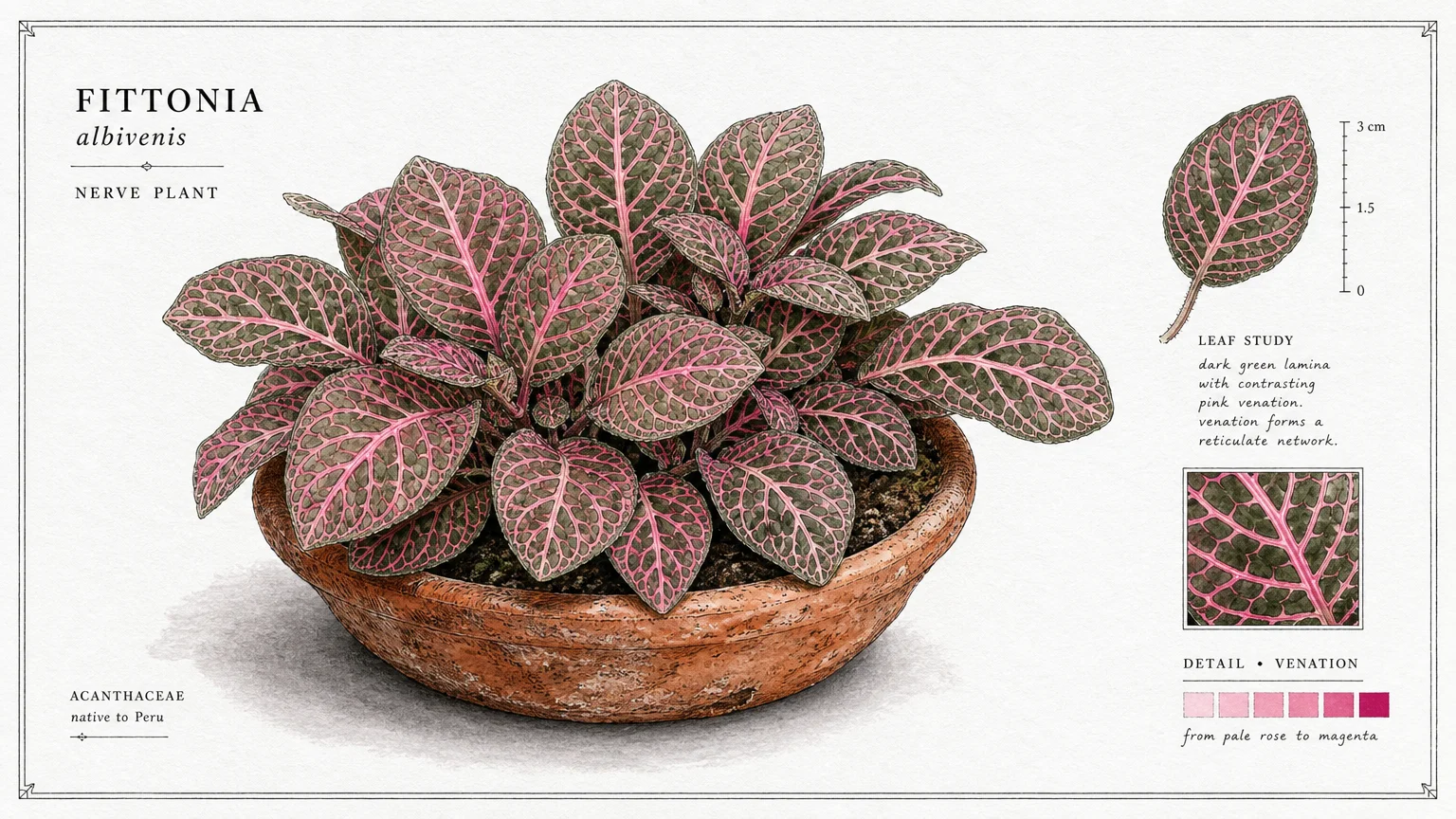 A detailed watercolor and ink illustration of a Nerve Plant showcasing deep green leaves with vibrant pink veins.
