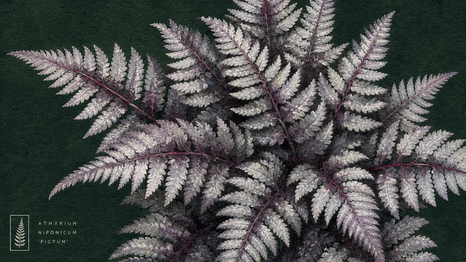 A detailed watercolor illustration of a Japanese Painted Fern showing silvery-purple fronds and burgundy stems.
