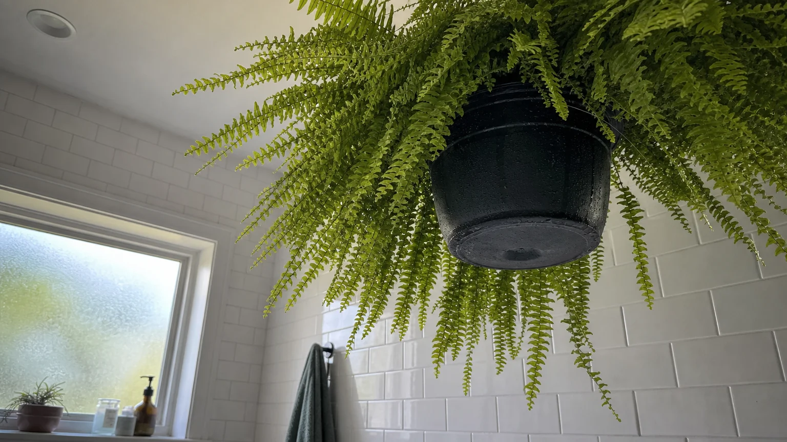 A large Boston Fern with feathery fronds hanging in a bright, humid bathroom with white subway tiles.