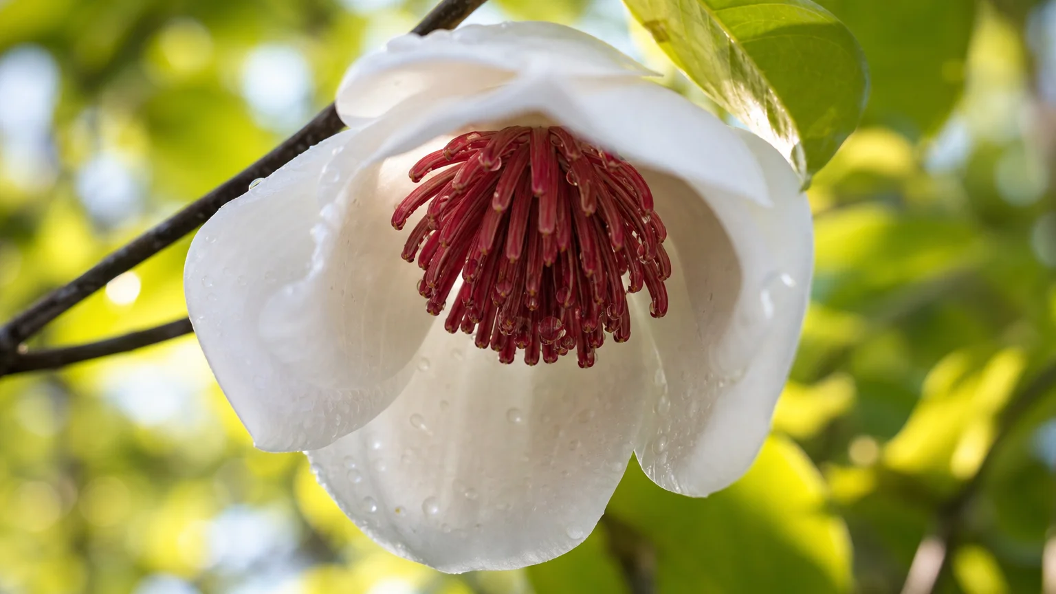 A low-angle photo looking up at a nodding white Oyama Magnolia flower with its bright crimson-red center.