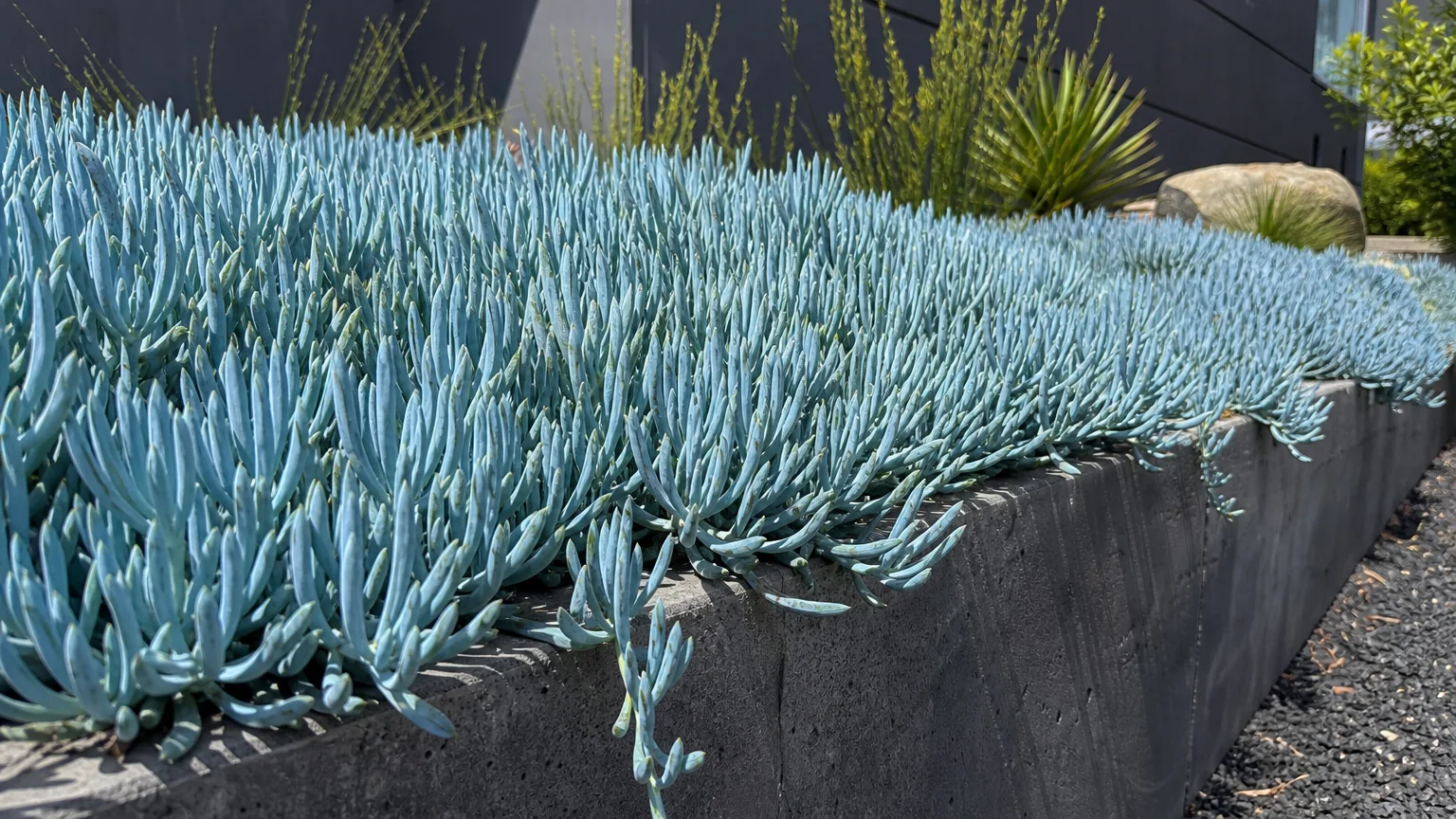 A low-angle photograph of a dense, vibrant groundcover of powdery blue-grey Blue Chalk Sticks succulents bordering a concrete path.