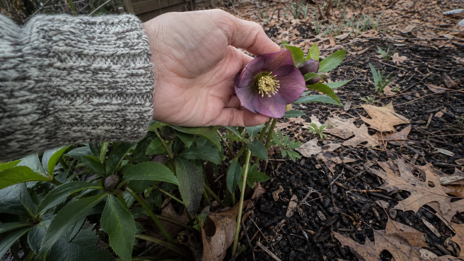 A person's hand lifting a plum-colored Lenten Rose flower in a late winter garden bed.