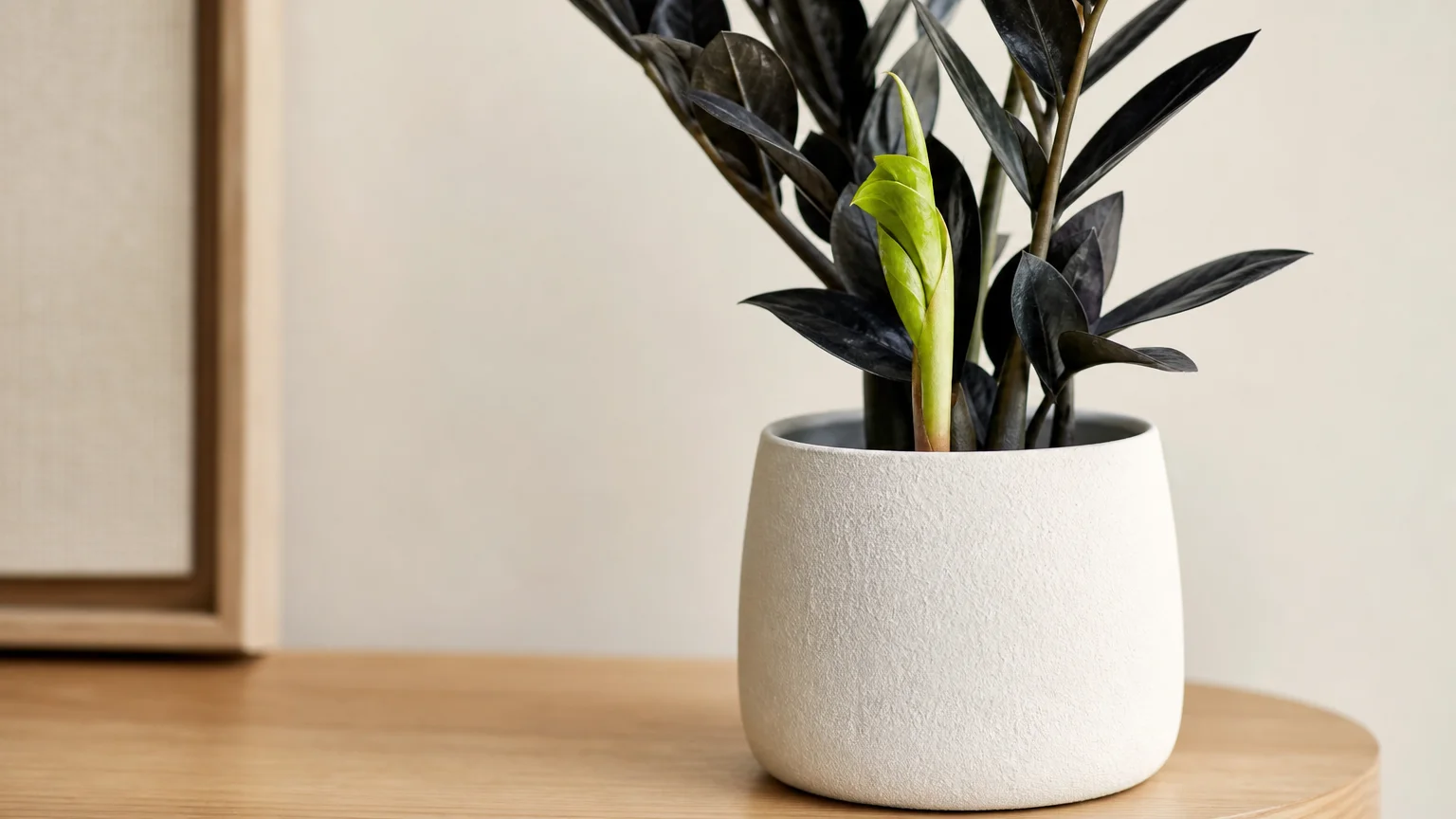 A Raven ZZ plant in a white ceramic pot, showing a bright lime-green new shoot contrasting with dark purple-black mature leaves.