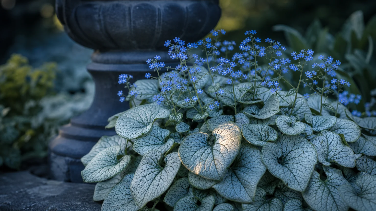 A Siberian Bugloss plant with large heart-shaped silver leaves and tiny blue flowers by a stone ornament.