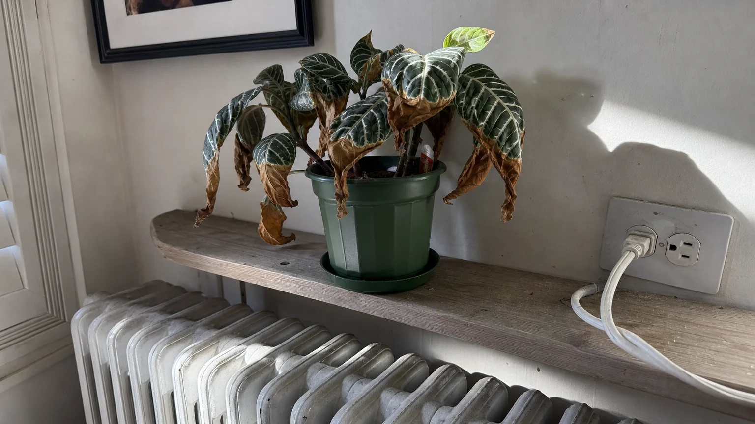 A snapshot of a Zebra Plant sitting above a radiator, its leaves dry and curled from the hot, dry air.