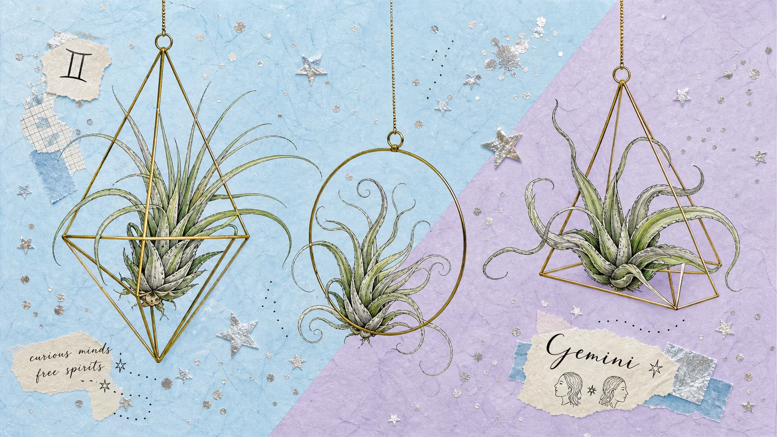 An artistic collage of air plants suspended in geometric brass frames against a dual-toned sky blue and lavender background.