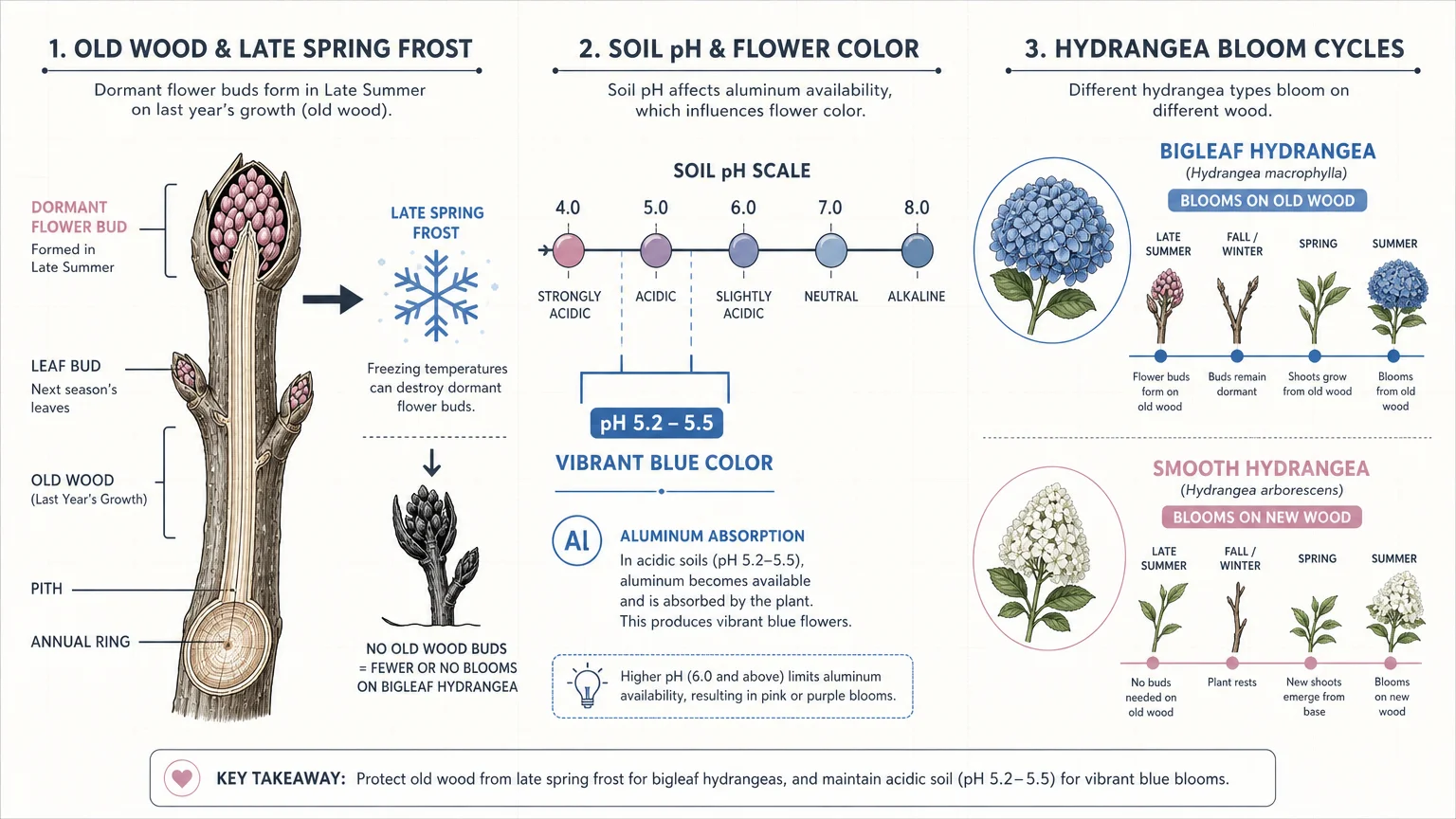 An educational diagram explaining hydrangea blooming cycles on old wood and the specific 5.2 to 5.5 pH range needed for blue flowers.