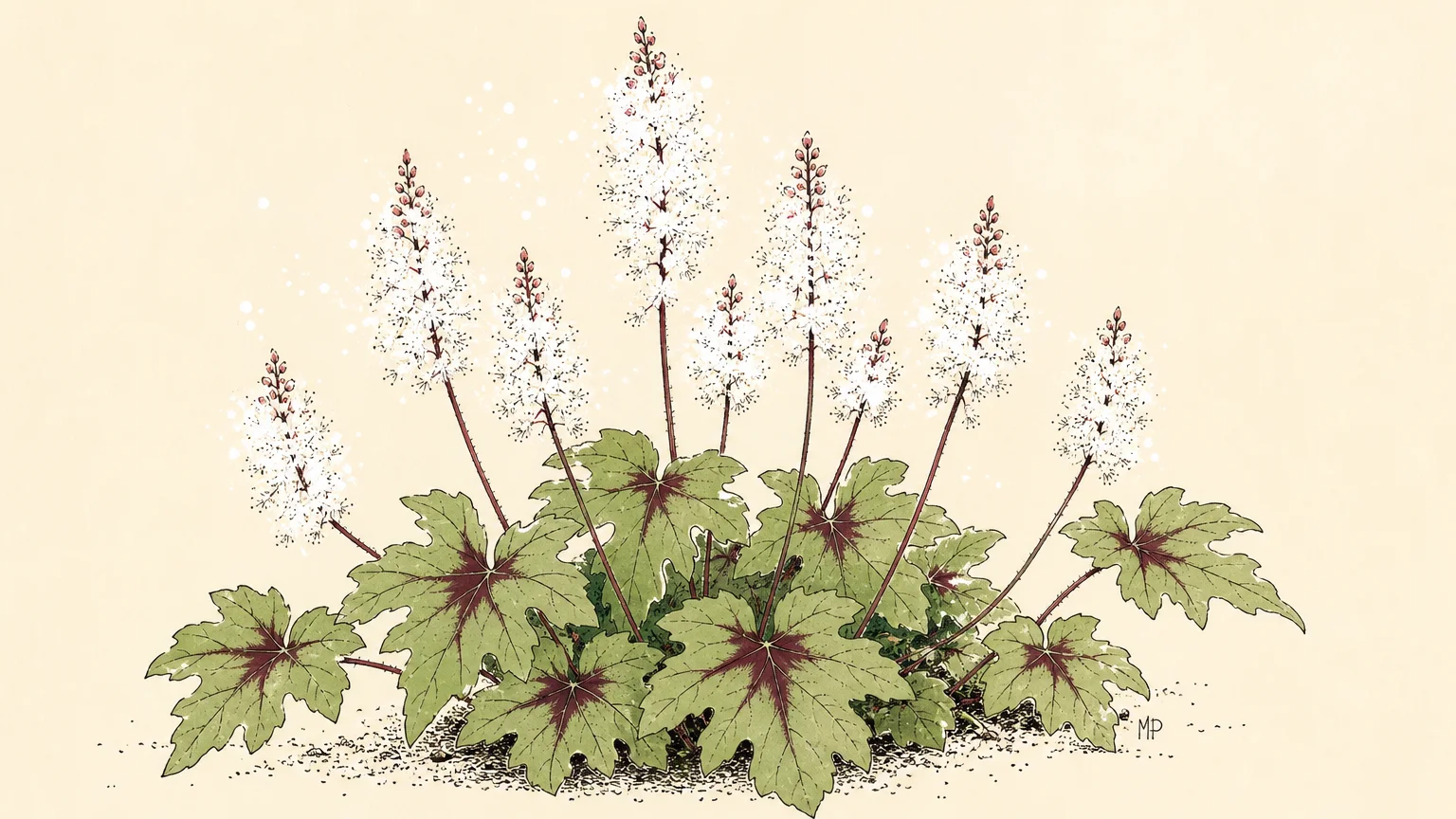 An ink and gouache drawing of Foamflower with frothy white flower spikes and maroon-centered leaves.