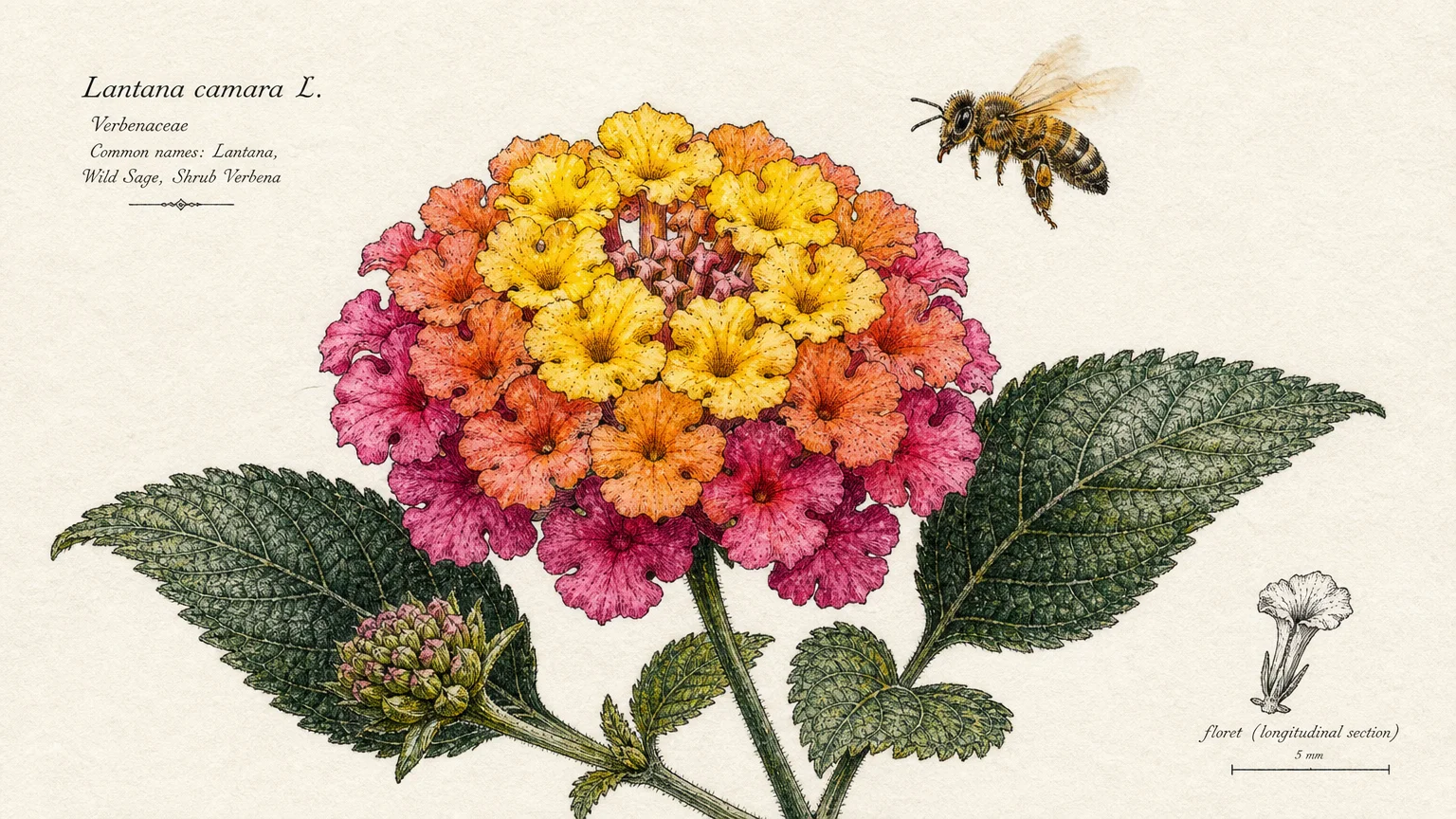 An ink and watercolor illustration of a multi-colored lantana flower cluster with a honeybee hovering nearby.