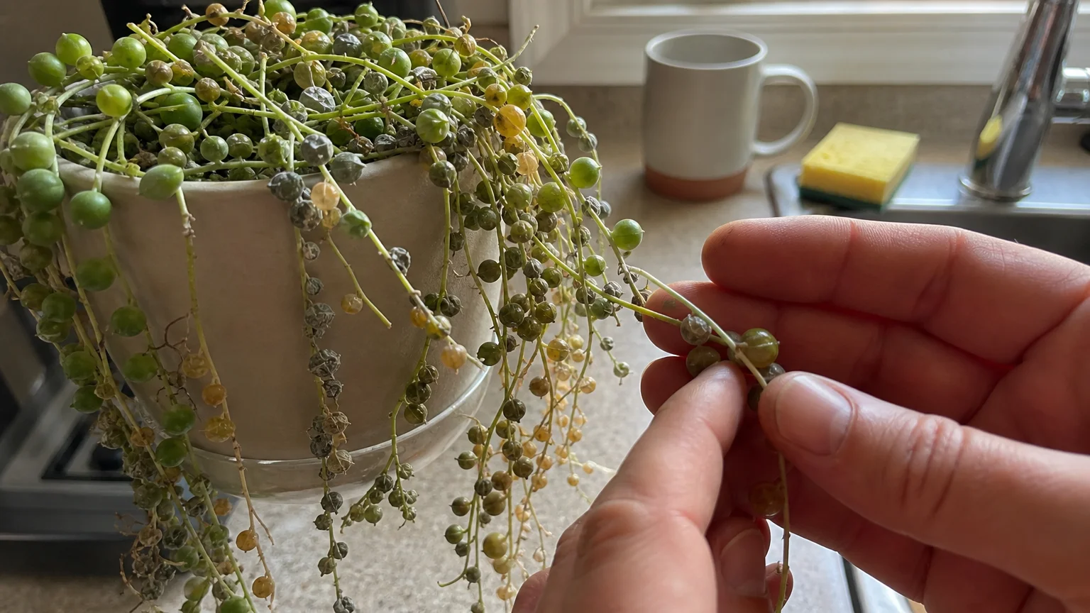 Close-up of a hand holding a shriveled, overwatered String of Pearls plant hanging in a domestic kitchen.