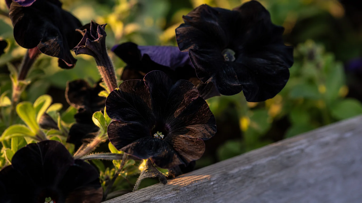Close-up of deep black, velvety trumpet-shaped petunias blooming in a wooden window box under golden hour light.