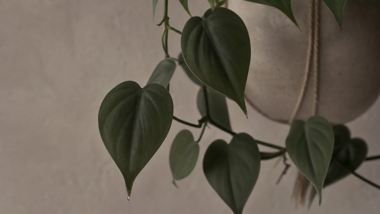 Close-up of heart-shaped Philodendron leaves trailing down a textured grey wall in soft, indirect light.