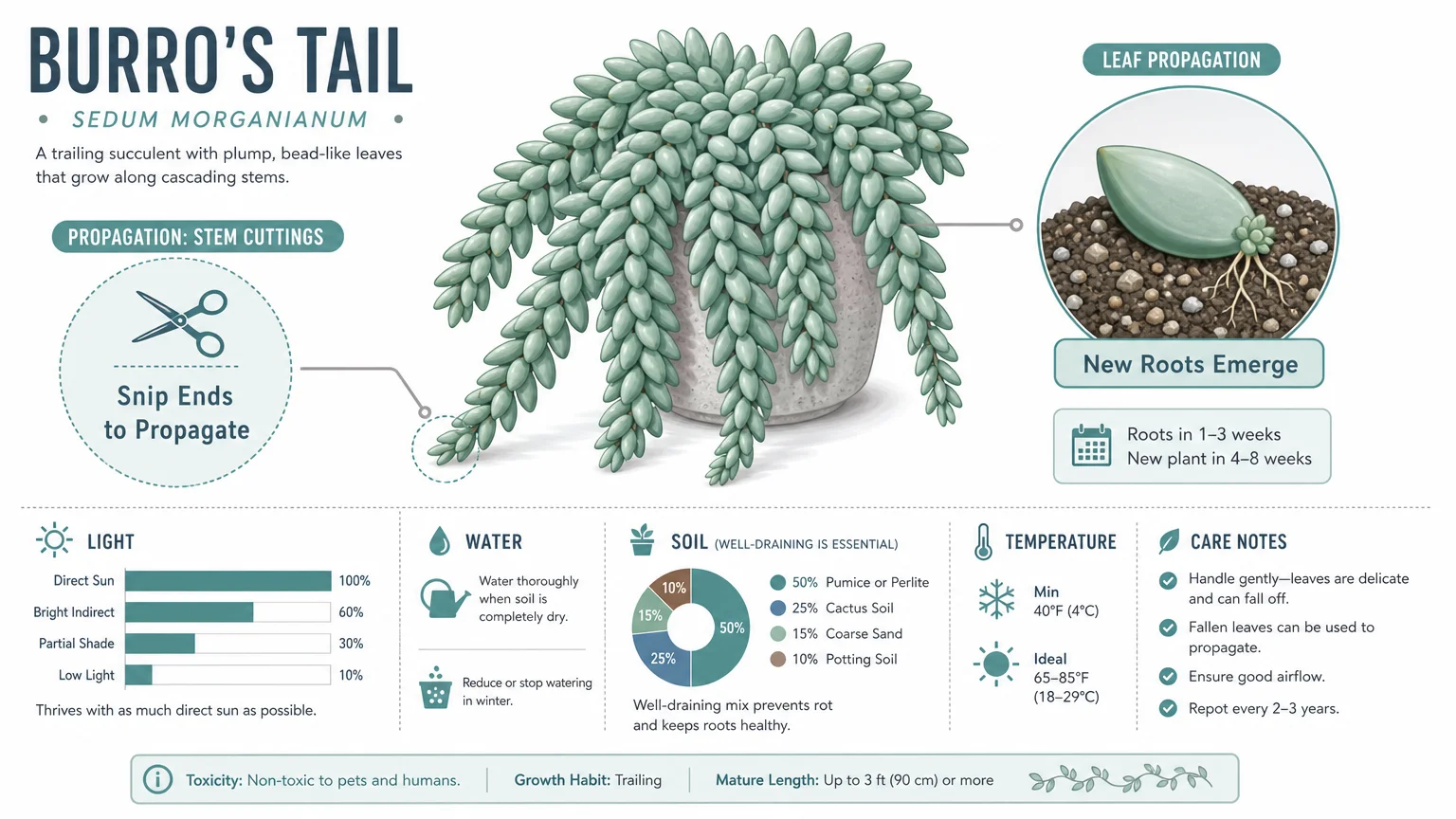 Diagram showing how to propagate Burro’s Tail succulent by snipping vines and laying leaves on soil to grow roots.