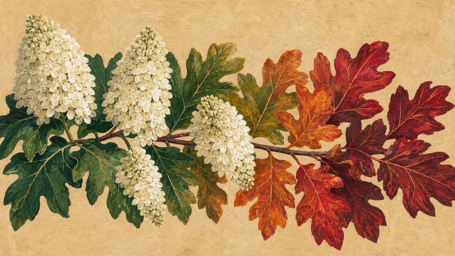 Gouache art showing Oakleaf Hydrangea leaves changing from green to crimson alongside white flower cones.