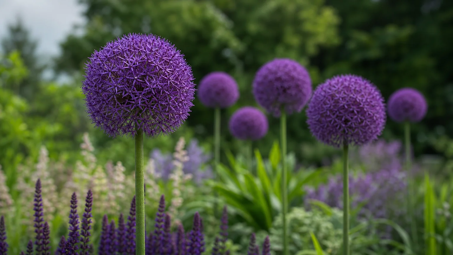 Large, spherical purple Allium flowers standing tall in a green garden bed under soft morning light.