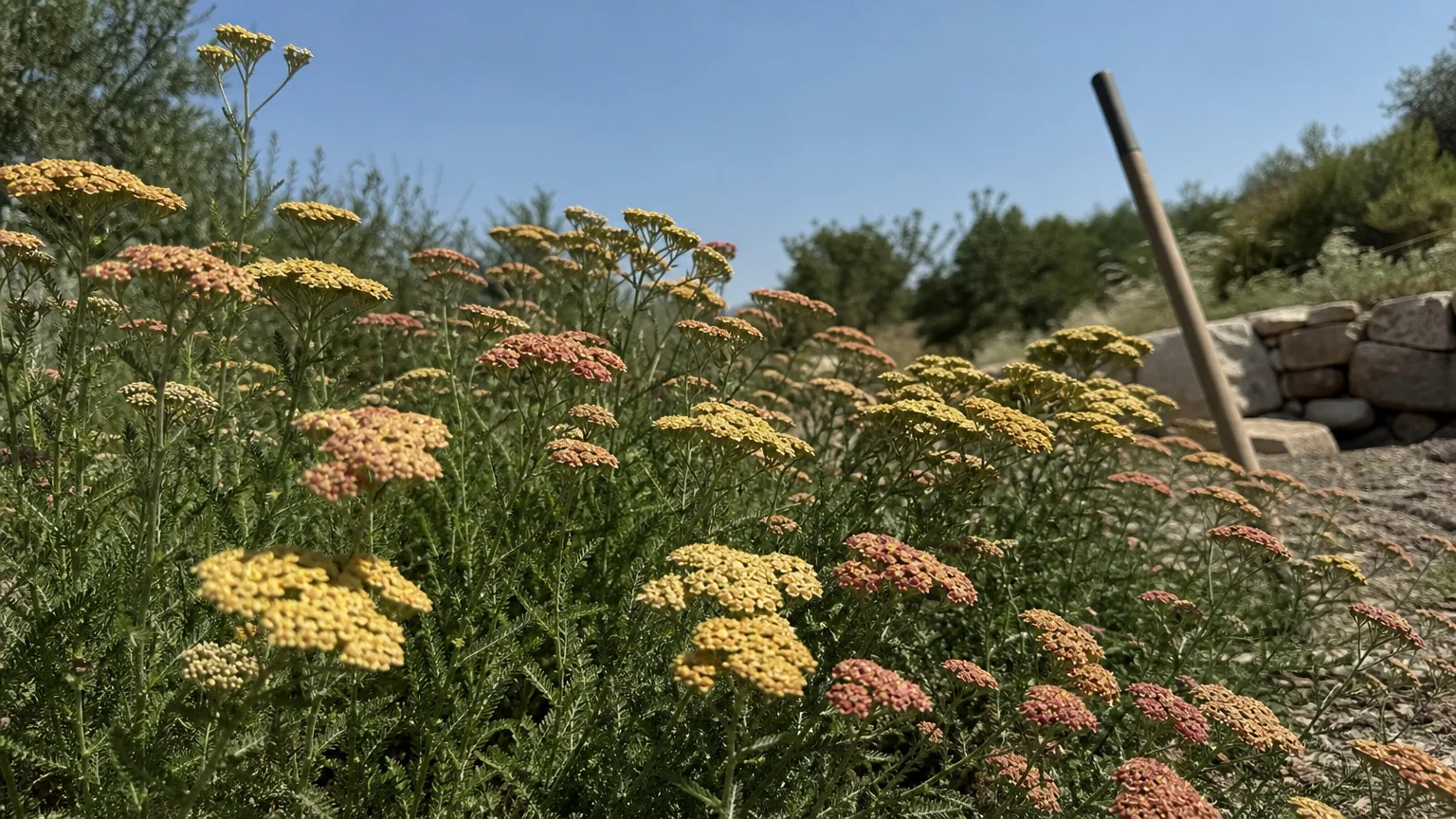 Low-angle photo of flat-topped yellow and pink Yarrow flowers growing in a sunny garden bed.