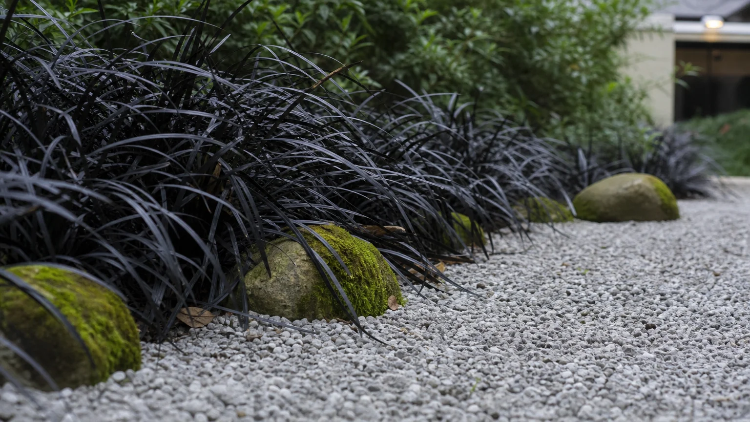 Low-angle shot of dark Black Mondo Grass bordering a light grey gravel garden path under soft, overcast light.