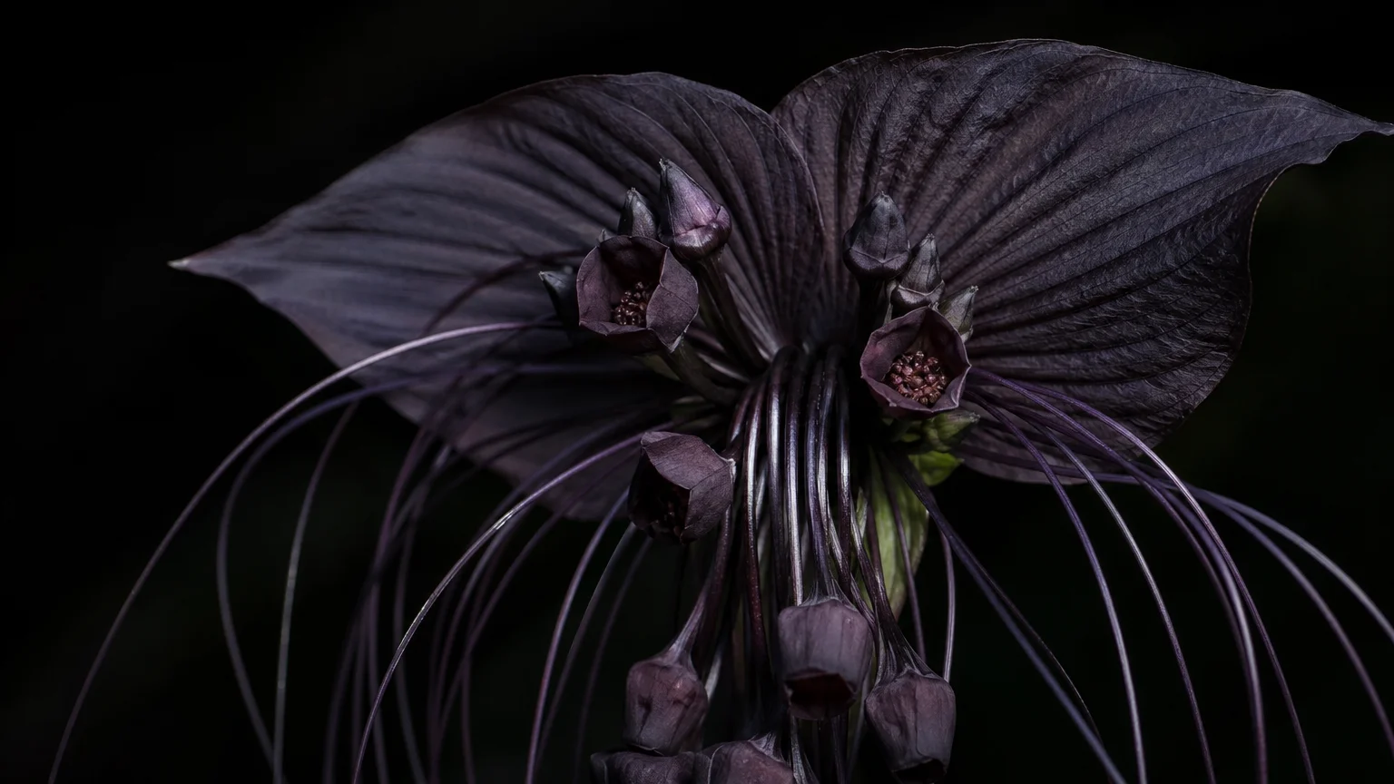 Macro photograph of a rare Black Bat Flower with wing-like dark bracts and long, dramatic whiskers in soft, moody lighting.