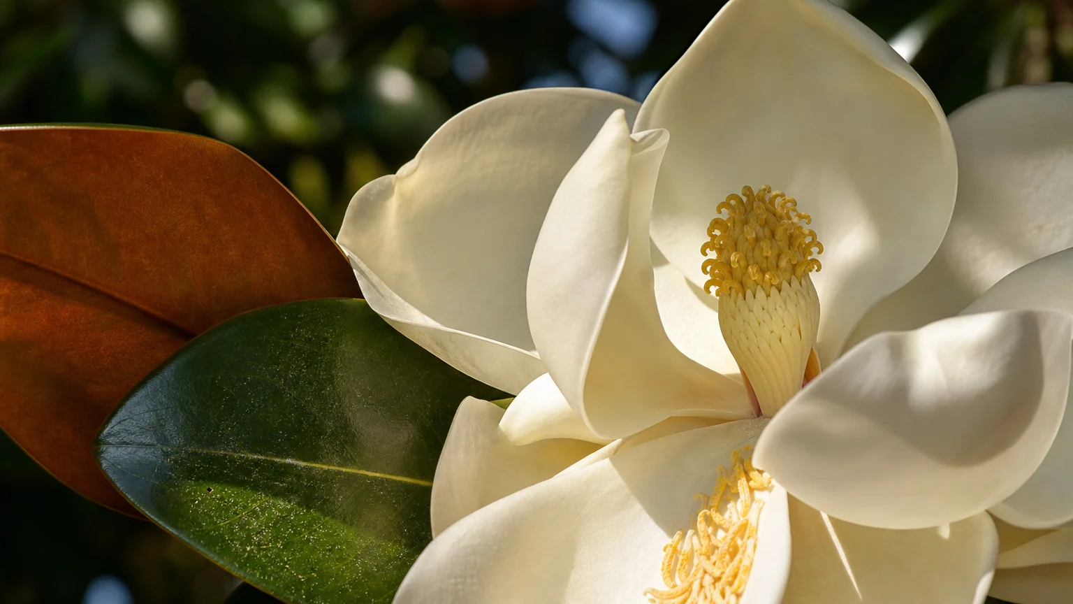 Macro shot of a large creamy white Southern Magnolia flower showing its yellow center and a glossy green leaf with a velvety brown underside