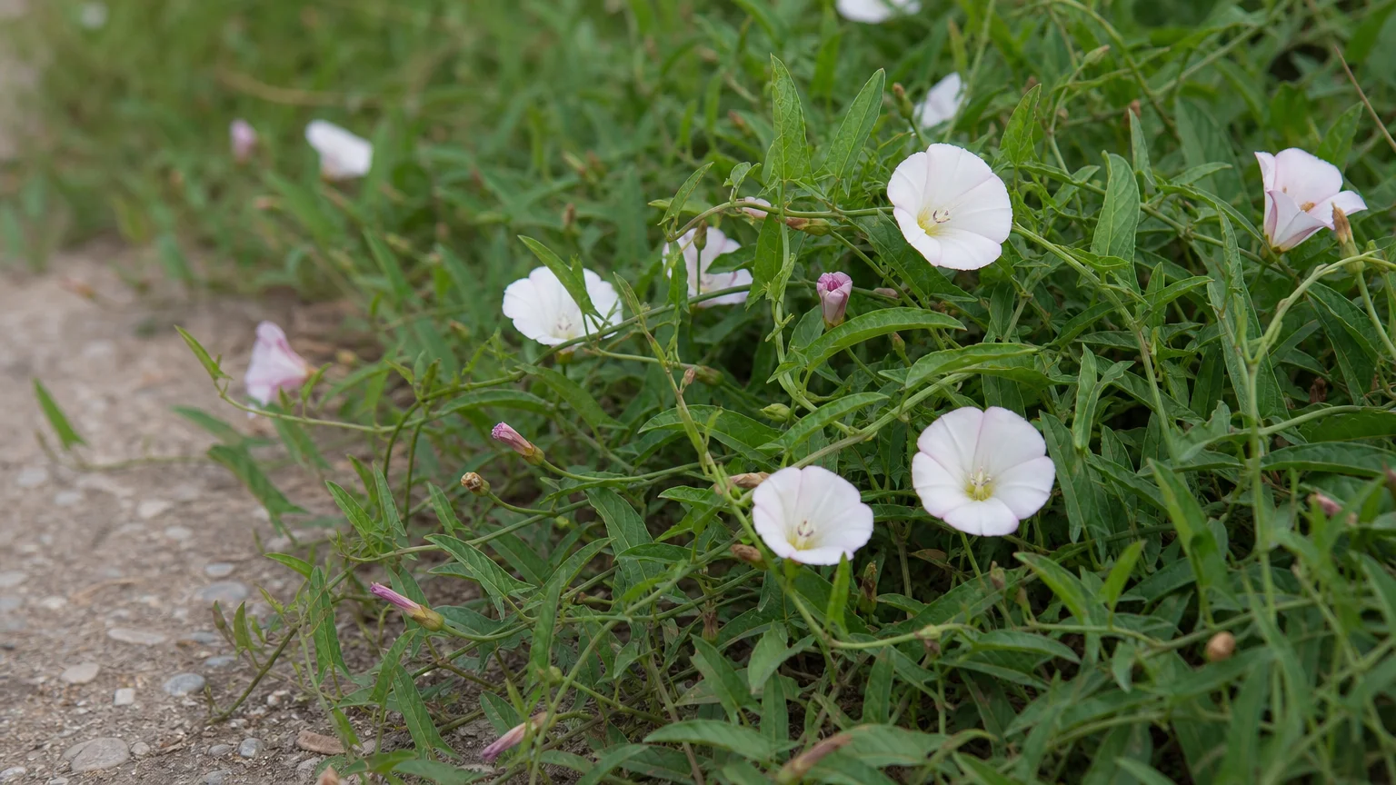 Tip #2: Field Bindweed (Convolvulus arvensis)