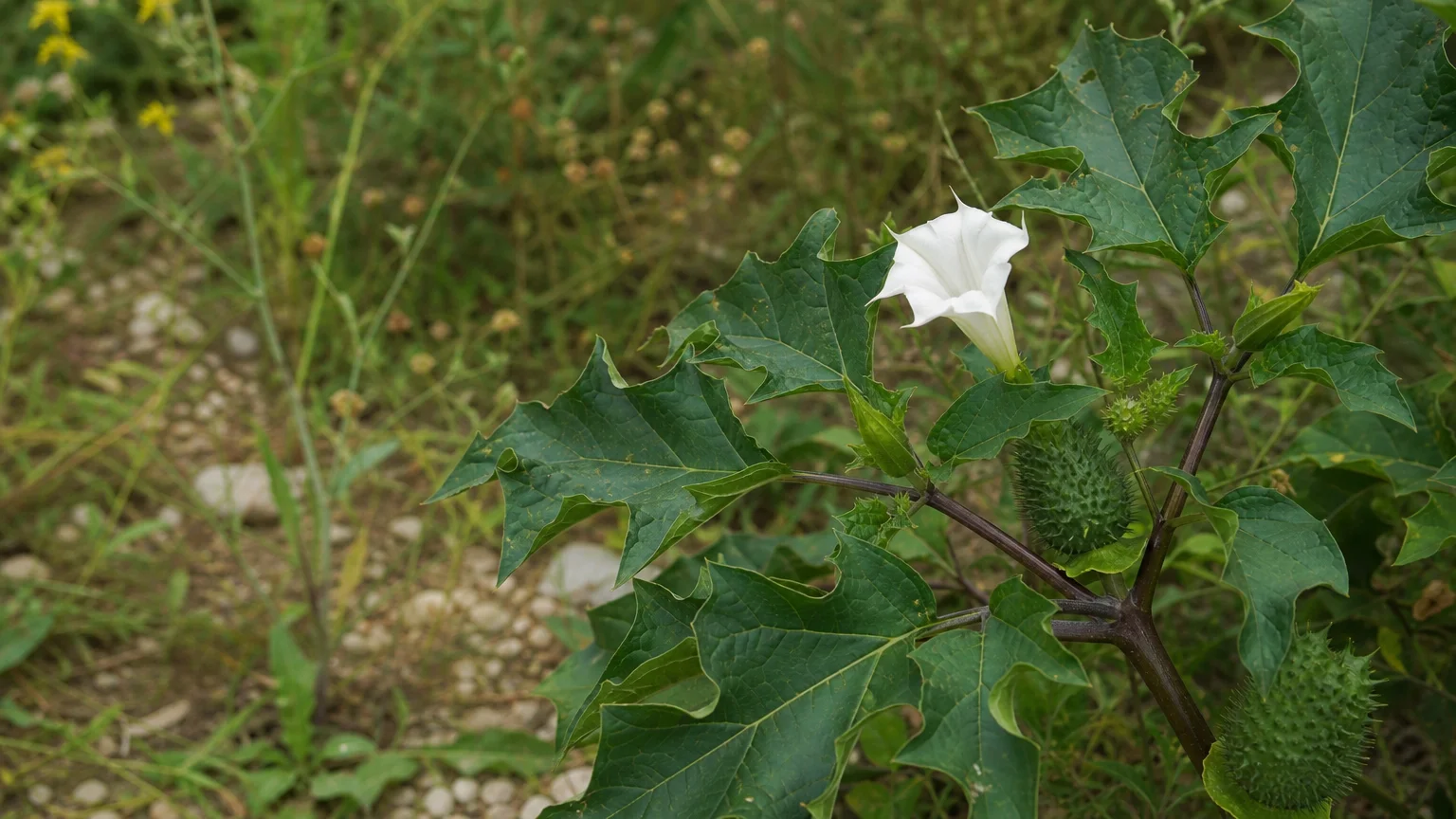 Tip #7: Jimsonweed (Datura stramonium)