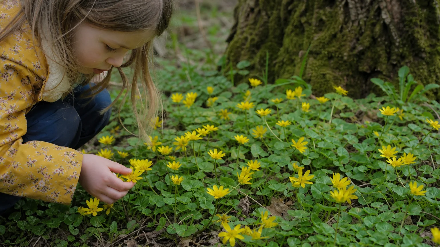 Tip #8: Lesser Celandine (Ficaria verna)