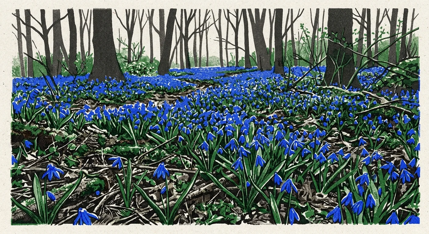 A graphic risograph print of a dense carpet of royal-blue Siberian Squill flowers covering a woodland floor.