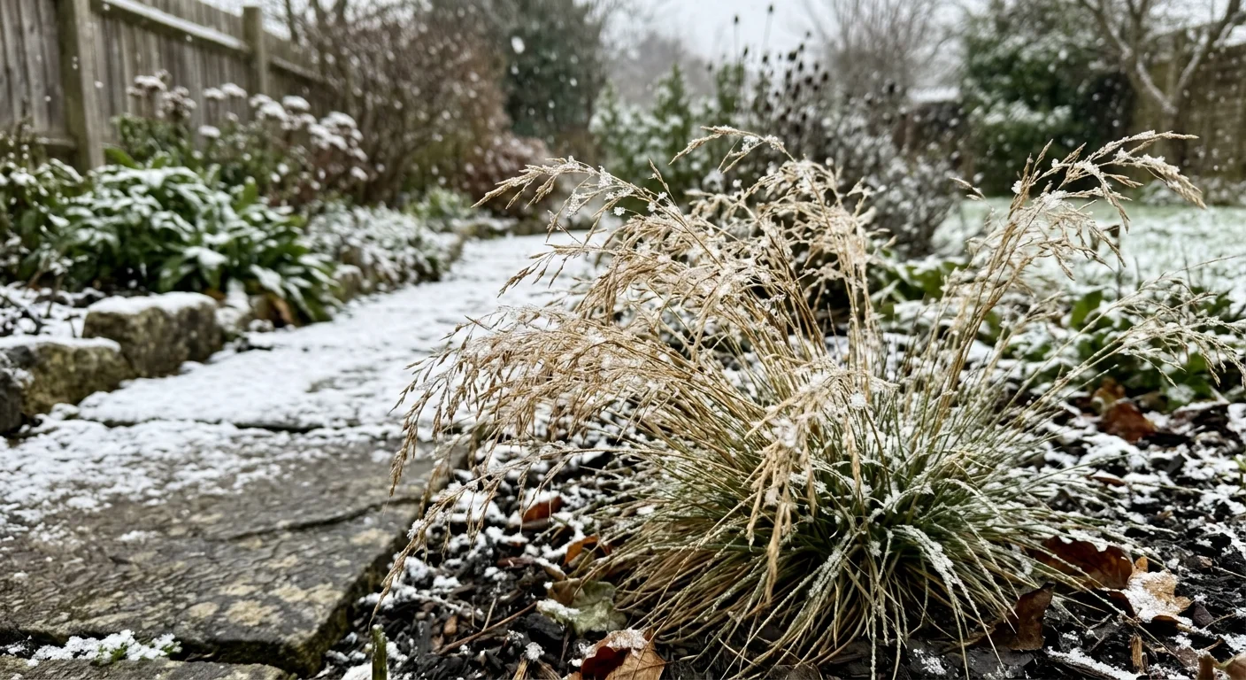 Close-up photo of Tufted Hairgrass holding fresh snowflakes in a snow-dusted garden.