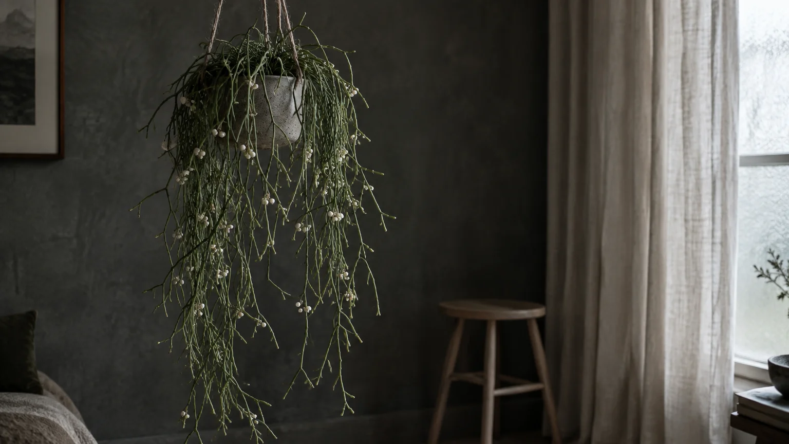 A mistletoe cactus with trailing green stems and white berries hangs in a concrete pot inside a dimly lit room.