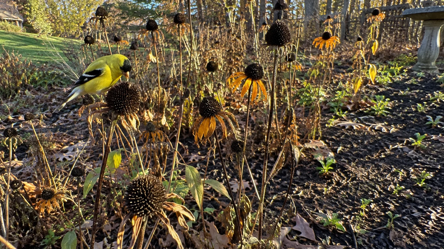 A yellow goldfinch perches on dried, spent coneflower seed heads in an autumn garden bed.