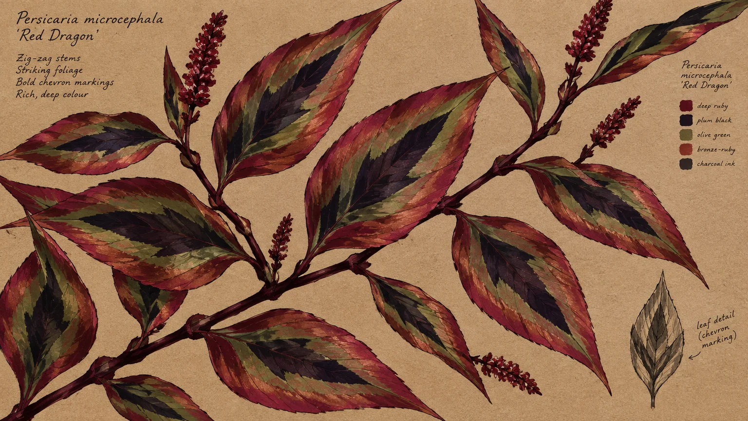 Botanical illustration of Persicaria microcephala Red Dragon foliage with reddish, green, and dark purple chevron patterns.