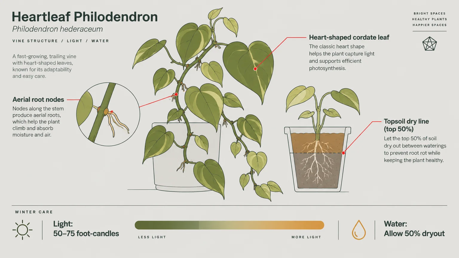 Heartleaf philodendron diagram detailing leaf structure, aerial root nodes, a 50% dry line, and winter light and water care.