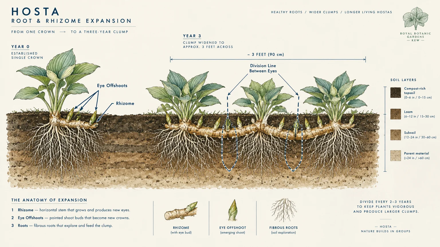 Diagram of hosta root and rhizome expansion, showing division lines between eyes across a three-foot clump.