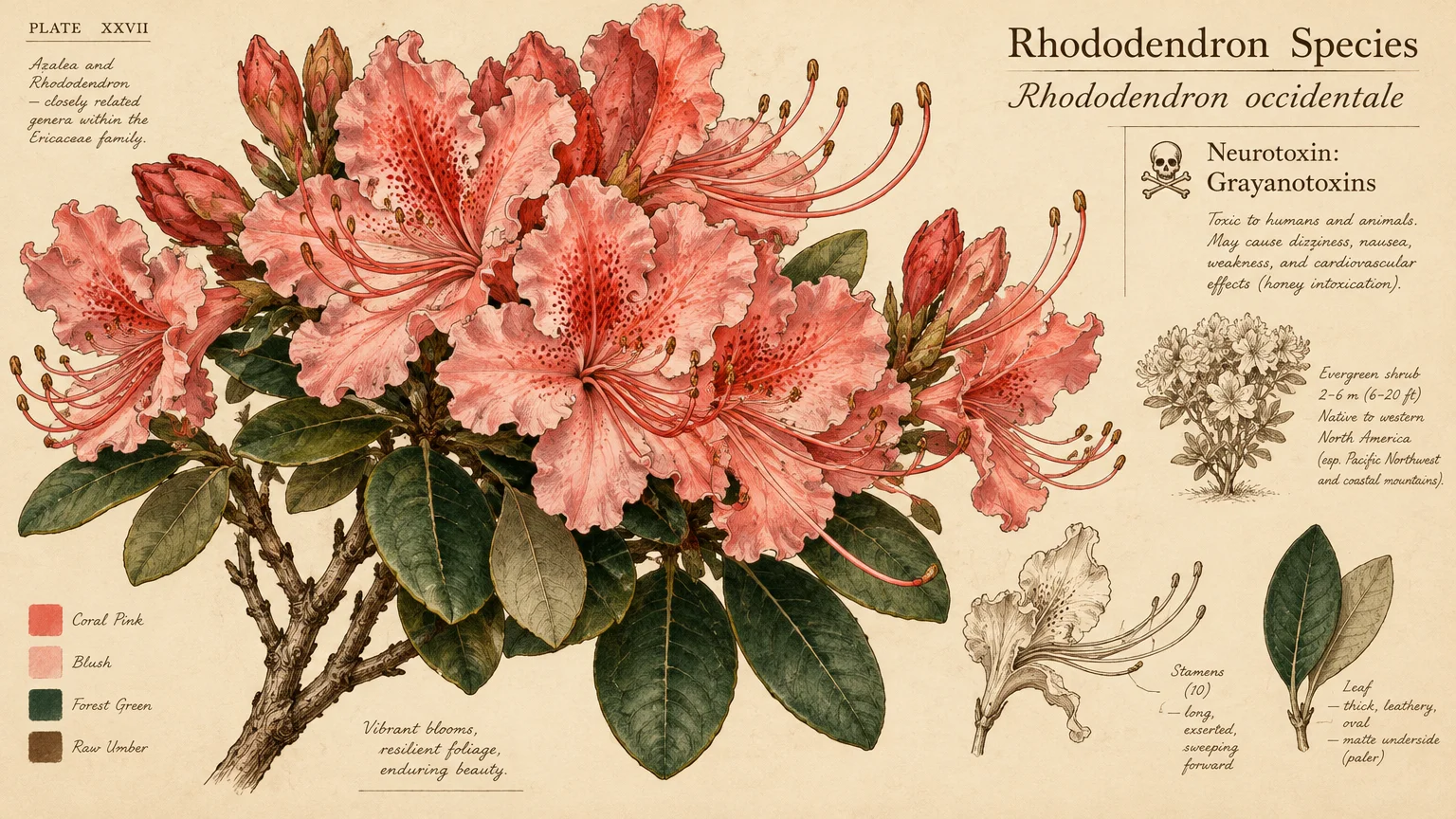 Botanical illustration plate of pink Rhododendron occidentale flowers, green leaves, and anatomical sketches with notes.