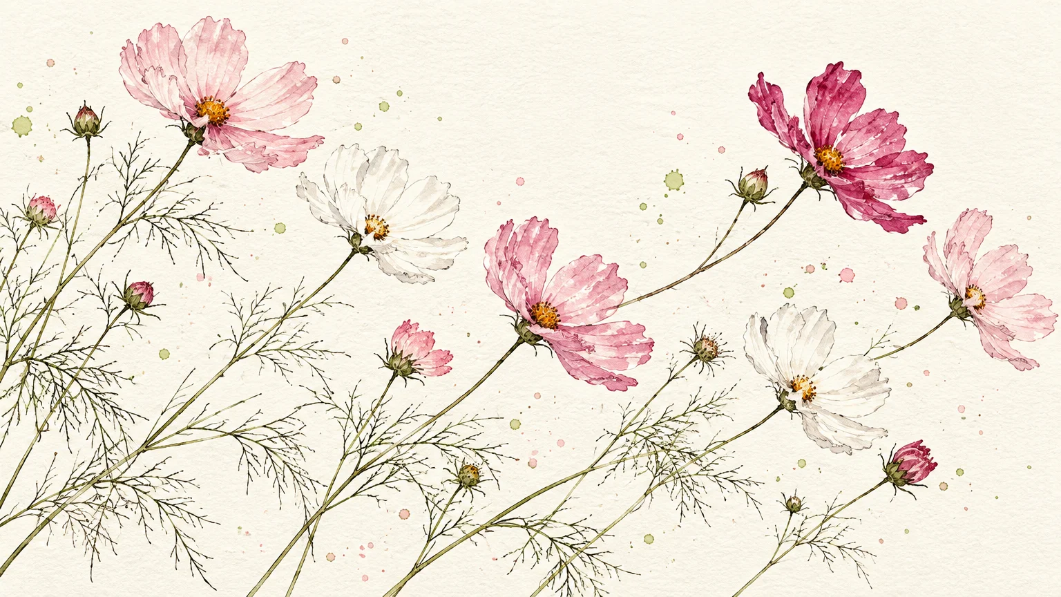 Watercolor illustration of pink and white cosmos blossoms with feathery green foliage on textured paper.