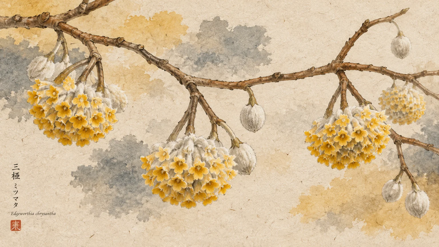 Botanical illustration of an Edgeworthia chrysantha branch with clusters of small yellow blossoms and silver buds.