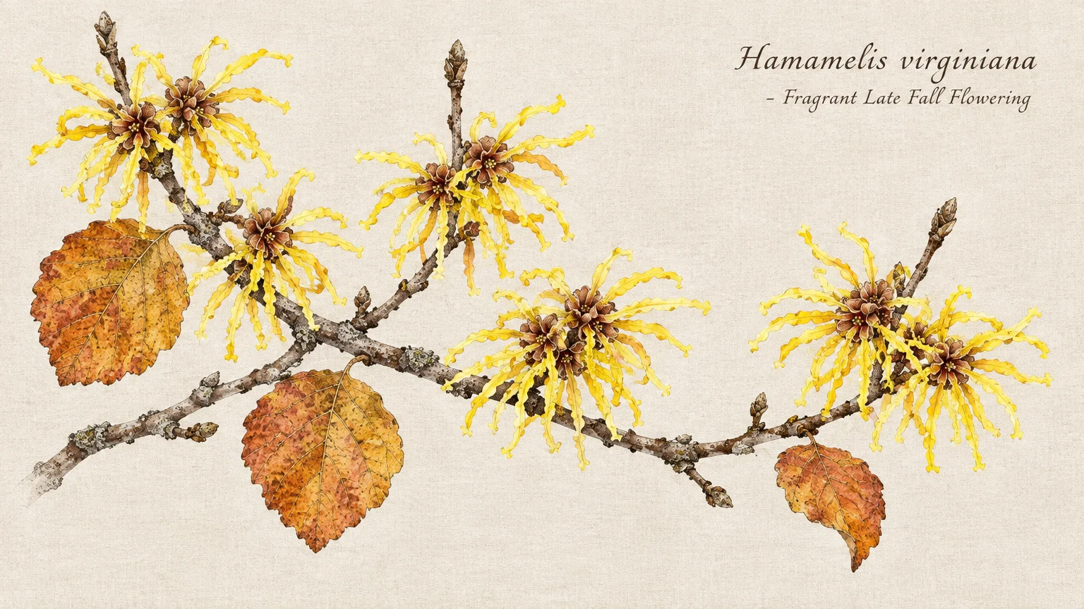 Botanical illustration of a witch hazel branch with bright yellow ribbon-like blossoms and mottled autumn leaves.