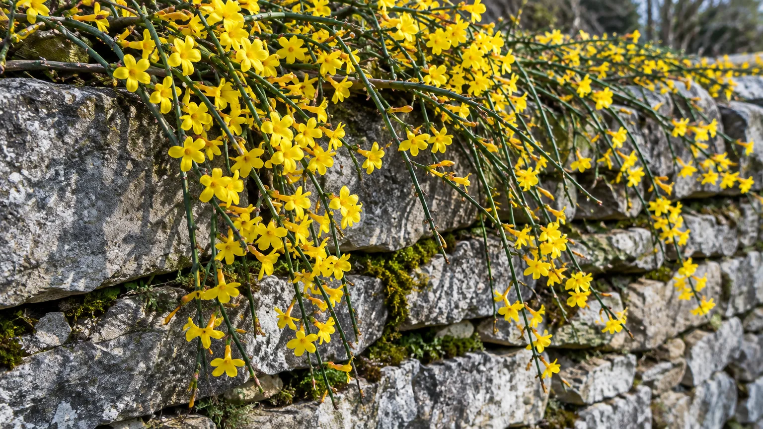 Yellow winter jasmine flowers bloom along green stems cascading down a textured gray stone wall.