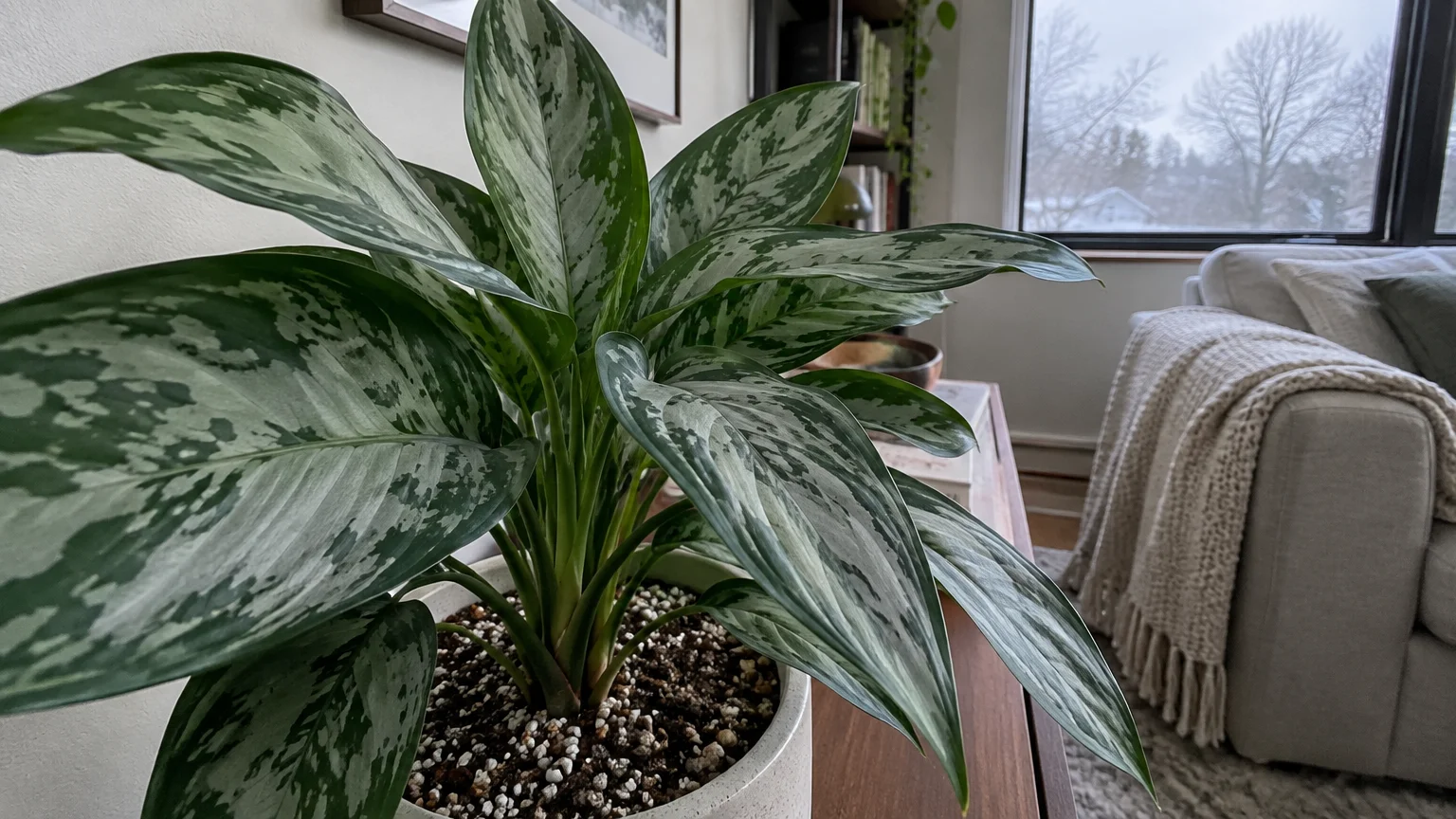 Potted Chinese evergreen plant with variegated silver and green leaves sitting indoors near a window and sofa.