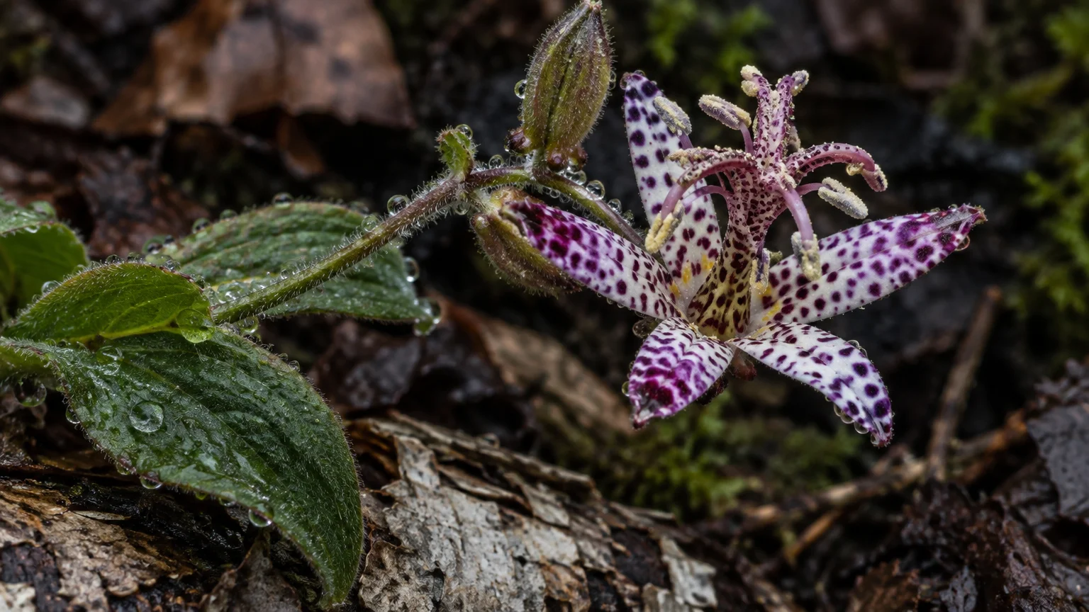 Close-up of a speckled purple and white toad lily bloom and green leaves covered in tiny water droplets on forest ground.